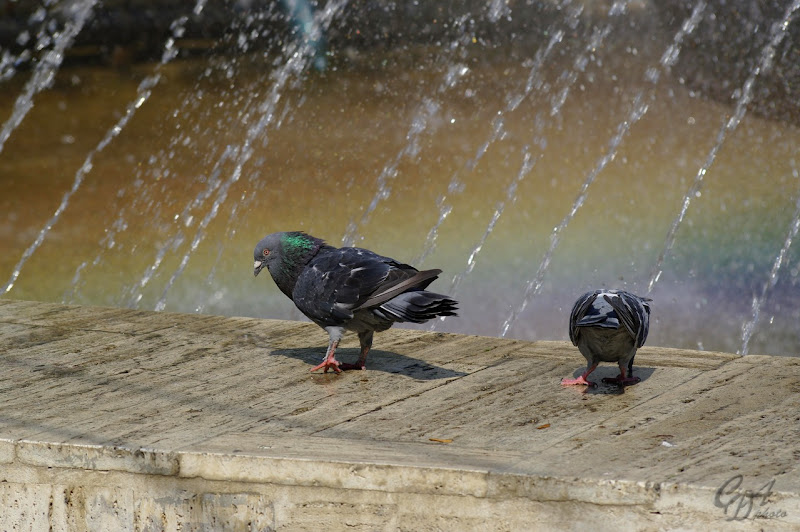Rainbow Pigeons CDA Photo